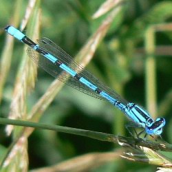 Enallagma cyathigerum